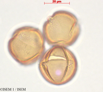 Centropogon subandinus - lame n° 29333